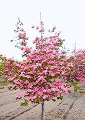 Pink dogwood tree for sale  Delivered anywhere in USA 