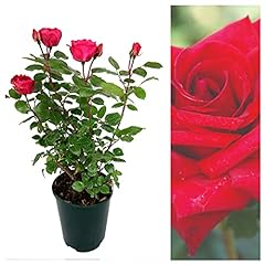 Rose bush royal for sale  Delivered anywhere in UK