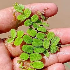 Salvinia floating fern for sale  Delivered anywhere in USA 