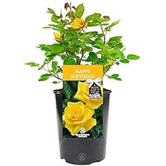 Happy birthday rose for sale  Delivered anywhere in UK