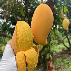 Mango samen zum gebraucht kaufen  Wird an jeden Ort in Deutschland