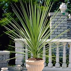 Yougarden cordyline australis for sale  Delivered anywhere in UK