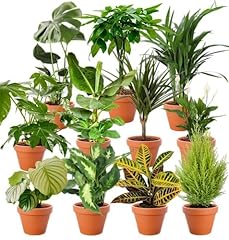 Lot plantes surprises d'occasion  Livré partout en France