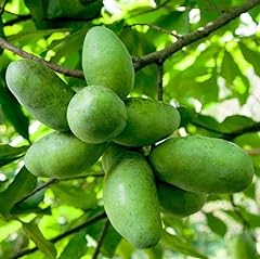 Pawpaw tree seedlings for sale  Delivered anywhere in USA 