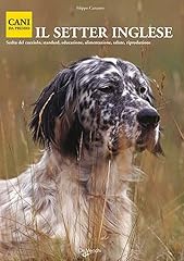 Setter inglese usato  Spedito ovunque in Italia 