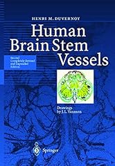 Human brain stem for sale  Delivered anywhere in USA 