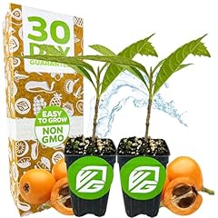 Loquat tree eriobotrya for sale  Delivered anywhere in USA 