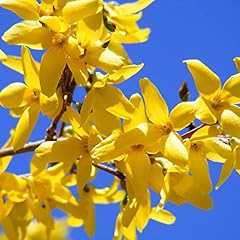 Garden forsythia intermedia for sale  Delivered anywhere in Ireland