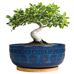 Eightpot bonsai pots for sale  Delivered anywhere in USA 