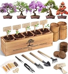 Avergo bonsai tree for sale  Delivered anywhere in USA 