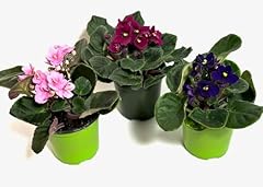 Pack african violets for sale  Delivered anywhere in USA 