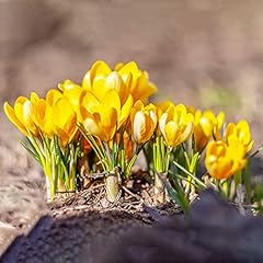 Krokus zwiebeln blumen gebraucht kaufen  Wird an jeden Ort in Deutschland