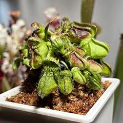 Semi cephalotus follicularis usato  Spedito ovunque in Italia 