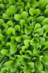 Pak choi pflanzen gebraucht kaufen  Wird an jeden Ort in Deutschland