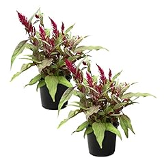 Live celosia dragon for sale  Delivered anywhere in USA 