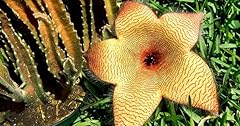 Stapelia gigantea pianta usato  Spedito ovunque in Italia 