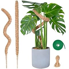Moosstab monstera pflanzen gebraucht kaufen  Wird an jeden Ort in Deutschland