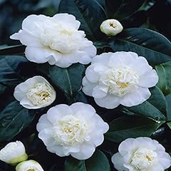 Camellia japonica white for sale  Delivered anywhere in UK