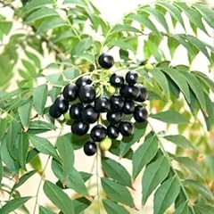 Curry leaf plant for sale  Delivered anywhere in USA 