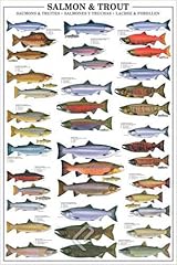 Educational salmon and gebraucht kaufen  Wird an jeden Ort in Deutschland