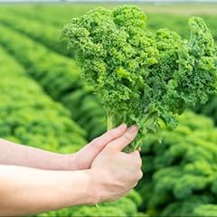 Green kale plug for sale  Delivered anywhere in UK