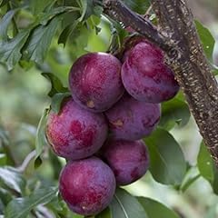 Plum trees live for sale  Delivered anywhere in USA 