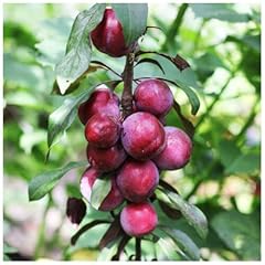 Big juicy victoria for sale  Delivered anywhere in UK