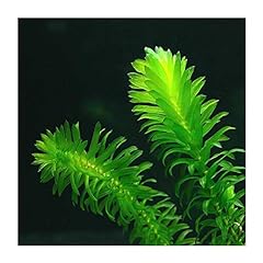 Egeria densa submerged for sale  Delivered anywhere in UK