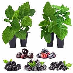 Blackberry plant collection for sale  Delivered anywhere in USA 