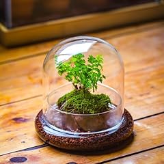 Vulcabeso small glass for sale  Delivered anywhere in USA 