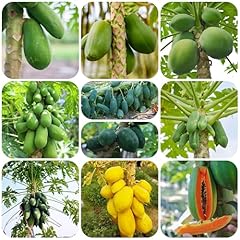 Semi frutta frutti usato  Spedito ovunque in Italia 