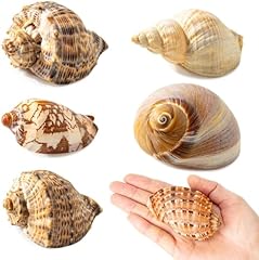 6pcs hermit crab for sale  Delivered anywhere in USA 