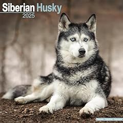 Siberian husky 2025 for sale  Delivered anywhere in UK