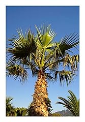 Seeds washingtonia robusta for sale  Delivered anywhere in Ireland