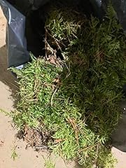 Sack real moss for sale  Delivered anywhere in UK