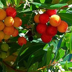 Arbutus unedo strawberry for sale  Delivered anywhere in UK