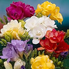 Garden 100 freesias for sale  Delivered anywhere in UK