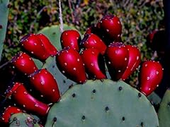 Sweet red prickly for sale  Delivered anywhere in USA 
