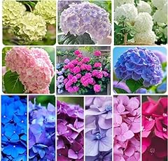 120 mix hydrangea for sale  Delivered anywhere in USA 