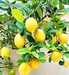 30pcs meyer lemon for sale  Delivered anywhere in USA 