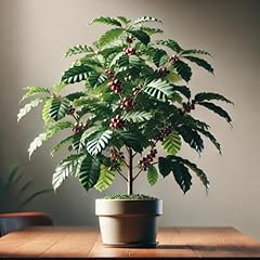 Arabian coffee tree for sale  Delivered anywhere in USA 