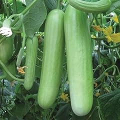 Gardeners kitchen cucumber for sale  Delivered anywhere in UK