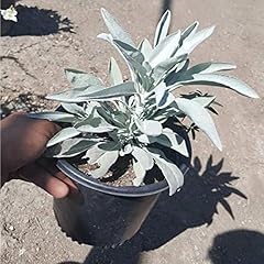 White sage plant for sale  Delivered anywhere in USA 