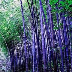 Saterkali graines bambou d'occasion  Livré partout en France