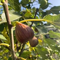 Lincolnshire fruits fig for sale  Delivered anywhere in Ireland