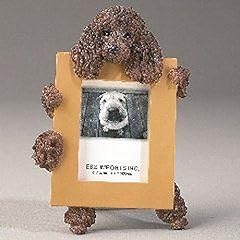Brown poodle picture for sale  Delivered anywhere in USA 