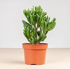 Crassula ovata hobbit usato  Spedito ovunque in Italia 