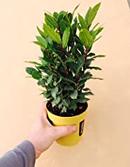 Laurus nobilis bay for sale  Delivered anywhere in Ireland
