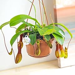 Easy plants nepenthes for sale  Delivered anywhere in Ireland