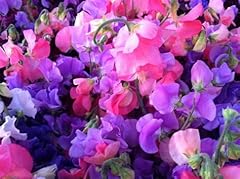 Sweet pea royal for sale  Delivered anywhere in UK